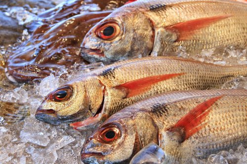 Top 7+ Cara Hilangkan Bau Tanah pada Ikan Air Tawar