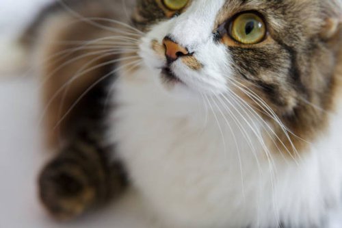 Bahaya Potong Kumis Kucing, Bisa Bikin Mereka Stres dan Bingung