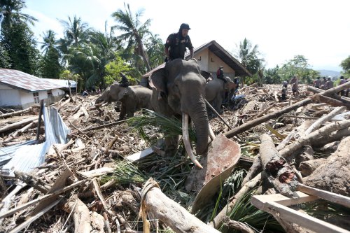 Kemenhut Buka Suara Soal Peran Gajah di Pidie Jaya: Prioritaskan Keselamatan Satwa dan Warga