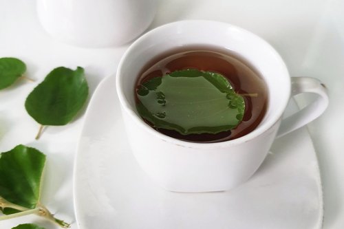 Top 5+ Manfaat Daun Bidara, Bantu Cegah Diabetes