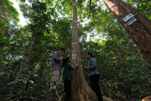 Apple, Bukit Tigapuluh, Apple Gandeng WWF Indonesia Lindungi Hutan Bukit Tigapuluh di Sumatera