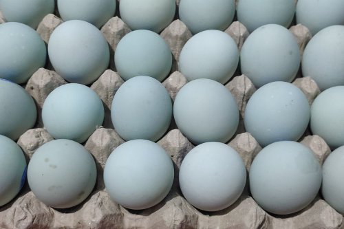 Cara Membuat Telur Asin Rumahan Tanpa Abu Gosok, Tetap Masir dan Gurih