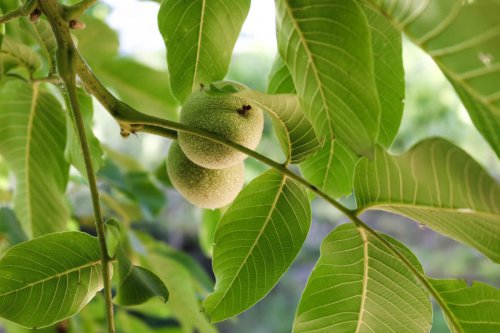 Sering Makan Buahnya, Ternyata Air Rebusan Daun Jambu Punya 4 Manfaat untuk Kulit