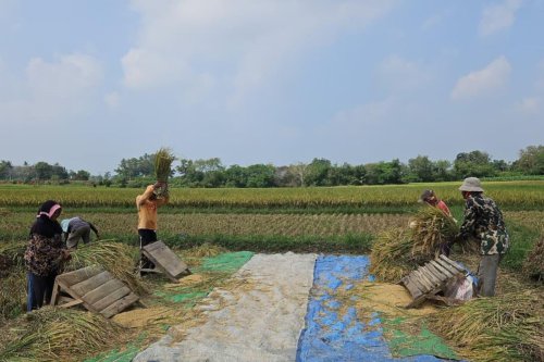 Nilai Tukar Petani di Sumut Mengalami Peningkatan pada Februari 2026