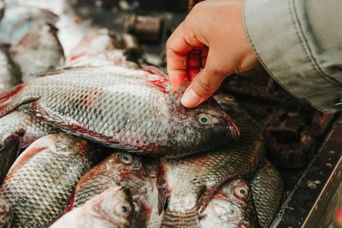 Dijuluki "Chicken of the Sea", Ikan Nila RI Tembus Pasar AS dan Eropa
