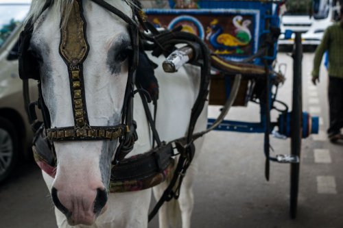 Turis Asing Merasa Ditipu Naik Cidomo Rp 300.000, Netizen Jelaskan Itu Harga Normal