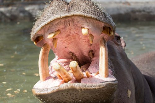Taman Safari Prigen Tegur Pengunjung yang Keluar Mobil di Area Kuda Nil