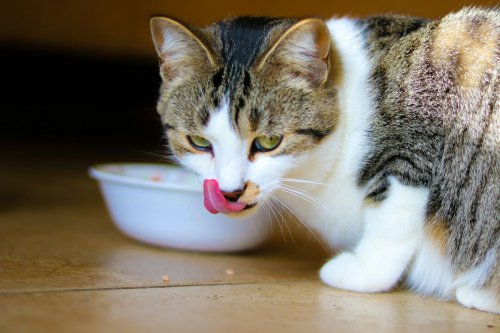 Bukan Sekadar Lucu, Ini Fakta Unik Kucing yang Jarang Diketahui Pemiliknya