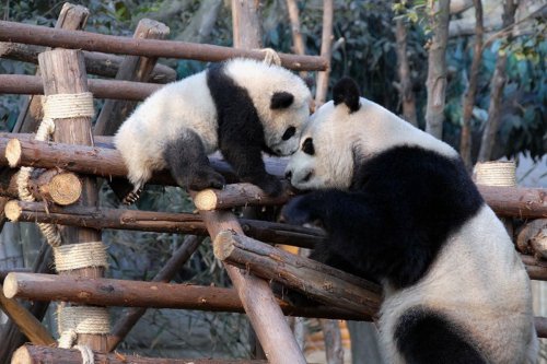 Jepang Bersiap Kehilangan Panda, Lei Lei dan Xiao Xiao Harus Pulang ke China
