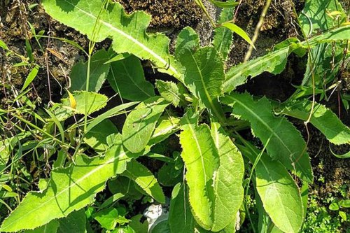 Cara Mengolah Tempuyung untuk Obati Asam Urat, Cuma 4 Bahan