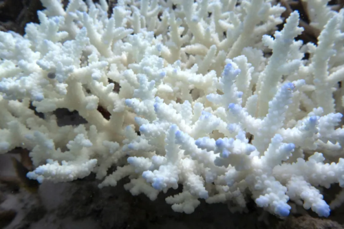 pemutihan karang, air laut, karang, lautan, Karang, suhu air laut naik, Terjadi Pemutihan Karang Dunia Termasuk di Raja Ampat, Apa Itu?