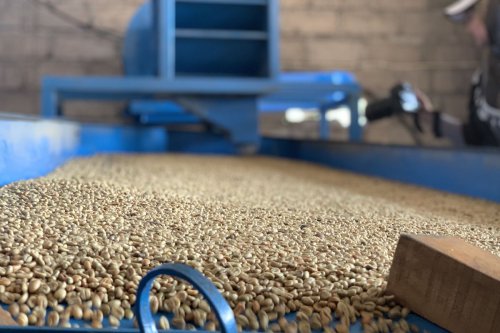 Hari Kopi Sedunia, Kopi Kenangan Targetkan Pertanian Berkelanjutan di Bali
