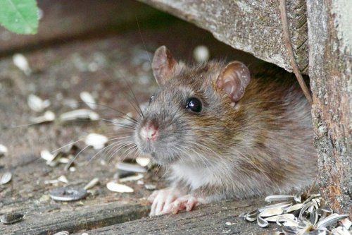 virus Hanta, Hantavirus, tikus, hantavirus, virus hanta, apa itu hantavirus, hantavirus tidak menular dari manusia ke manusia, Waspada Hantavirus: Ancaman Kesehatan dari Tikus