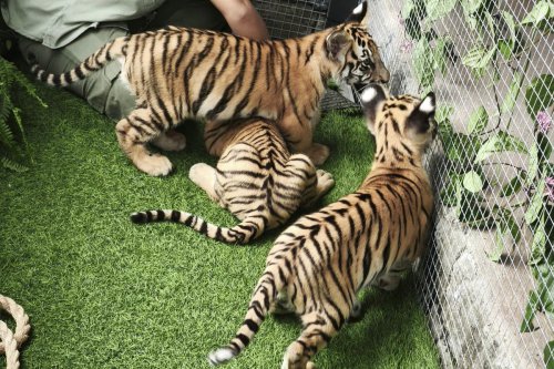 Perkenalkan Bantolo, Tirto, dan Maruto, 3 Bayi Harimau Benggala yang Lahir di Solo