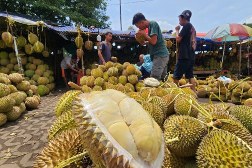 Tips Bawa Oleh-oleh Durian Naik Pesawat, Langsung dari Owner Durian Ucok