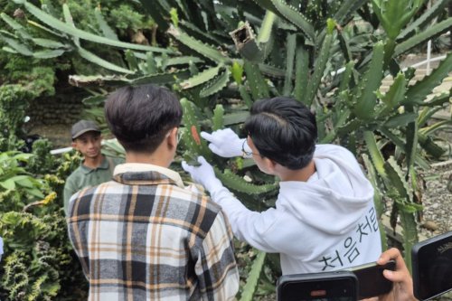 2 Pengunjung Kebun Raya Bogor Coret Kaktus, Dihukum Rawat Tanaman