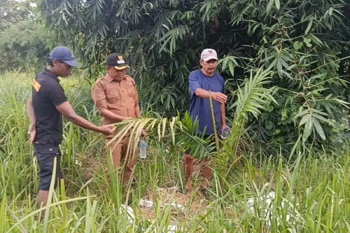 Top 5+ Fakta Penemuan Kebun Sawit di Cigobang Cirebon: Dinas Pertanian Kaget, Lahan Dikelola PT