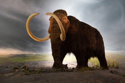 Dikira Fosil Mamut, Tulang Berusia 2.000 Tahun di Alaska Ternyata Milik Paus Purba