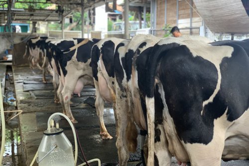 Unik, Ada Wisata Perah Susu Sapi di Tengah Kota&nbsp;Jakarta