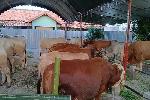Hari Raya Idul Adha, daging kurban, jeroan, tips membersihkan jeroan, hari raya idul adha, 7 Cara Ampuh Bersihkan Jeroan Kurban agar Bebas Bau dan Higienis