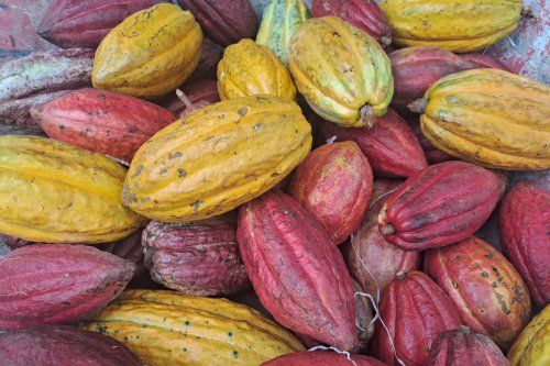 Harga Biji Kakao Naik 2,45 Persen, Ini Sebabnya