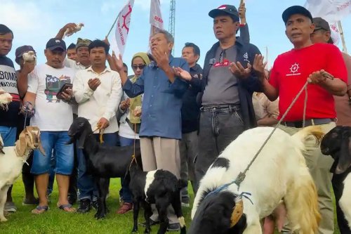 Buntut Bupati Sudewo Tersangka KPK,  Warga Pati Lepas 7 Kambing dan 7 Ayam Putih