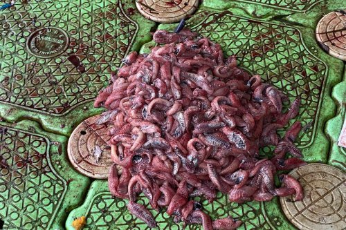 Pakar UGM Soroti Ikan Sapu-sapu Jadi Pangan, Dinilai Cerminkan Parameter Ekonomi Masyarakat