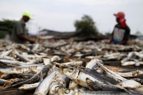 Awas Ikan Asin Diberi Formalin yang Berbahaya, Ini 6 Cirinya