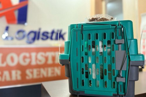Mudik Lebaran, tips bawa hewan peliharaan saat mudik, mudik Lebaran 2025, mudik lebaran bersama anabul, syarat bawa hewan peliharaan saat mudik, Tips Mudik Lebaran Bareng Anabul Naik Kereta, Simak Tarifnya