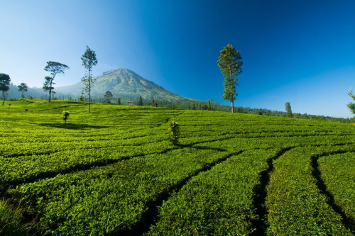 1. Kawasan Telaga Menjer, 2. Kawasan Kalianget, 3. Kawasan Sindoro-Sumbing, 4. Kawasan Mergolangu, 5. Kawasan Wadas Lintang, Program 5 Dieng Baru, Eksplorasi Pesona Baru Wonosobo
