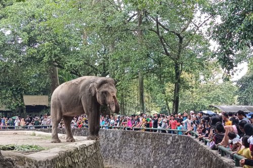 Jam Buka dan Harga Tiket Masuk Ragunan Selama Libur Lebaran 2025