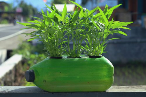 Cara Menanam Kangkung di Pot, Bisa Panen Kurang dari 30 Hari