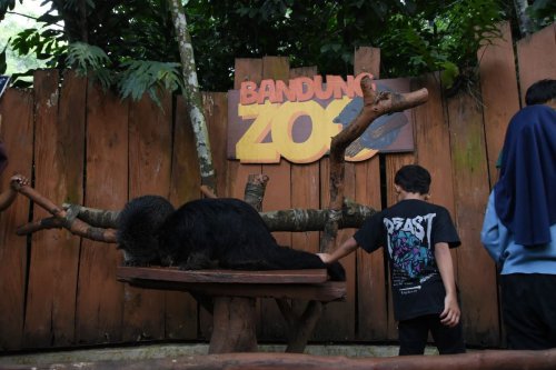 Dedi Mulyadi Turun Tangan Selamatkan Satwa Bandung Zoo, Kirim Pakan Mulai Besok