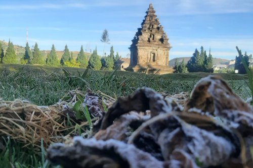 Melihat Embun Es di Dieng, Datang Sebelum Matahari Terbit dan Pakai Baju Hangat