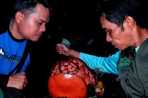 Air Mata di Hutan Sijunjung: Rafflesia hasseltii Akhirnya Ditemukan setelah 13 Tahun Pencarian