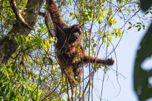 BKSDA Kaltim, orangutan, Kisah Penyelamatan Induk dan Bayi Kembar Orangutan yang Hidup di Hutan Rusak Kalimantan