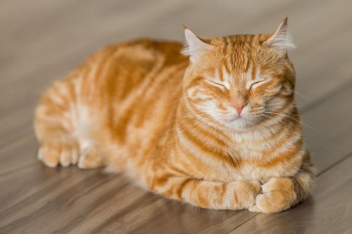 Kucing Juga Rentan Sakit Flu dan Muntaber di Musim Pancaroba, Ini Imbauan Dokter Hewan IPB