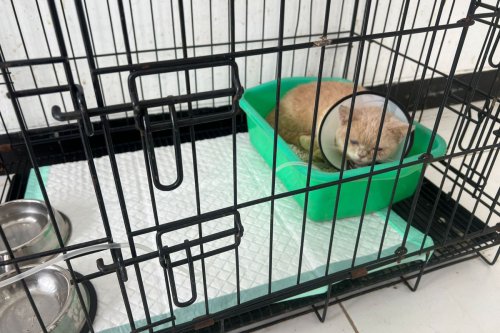 Kisah Uya Kuya dan Eko Patrio yang Pilih Berdamai Terkait Kasus Kucing Peliharaan Mereka