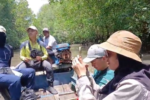 ekosistem pesisir, Menyusuri Lorong Mangrove Alami, Melihat Banyuwangi dari Sisi Berbeda