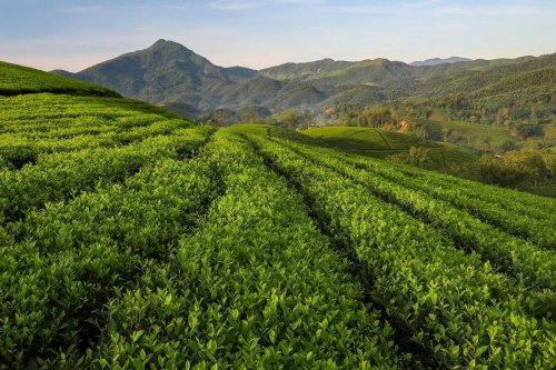 Top 5+ Wisata Kebun Teh di Jawa Timur untuk Destinasi Libur Long Weekend
