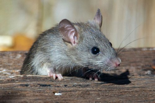 Cara Mengusir Tikus Tanpa Meninggalkan Bangkai, Ini Saran Pengendali Hama