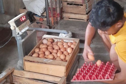 Harga Telur di Kota Yogyakarta Meroket Jadi Rp 31.000 Per Kilogram, Apa Penyebabnya?