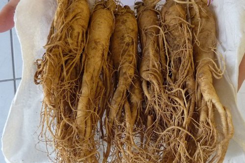Ginseng: Manfaat, Penggunaan, dan Efek Sampingnya