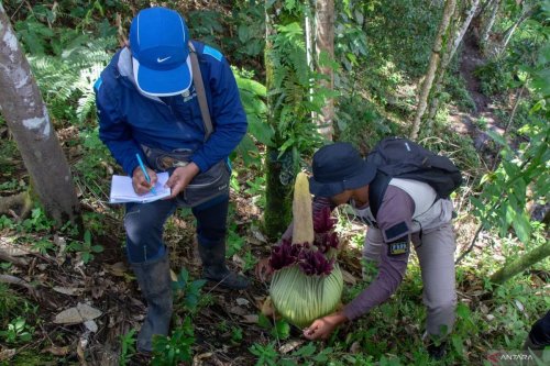 BKSDA Sumbar, bunga bangkai, Agam, Amorphophallus titanum, Sumatera, Mengenal Amorphophallus titanum, Bunga Endemik Sumatera yang Kembali Mekar di Agam