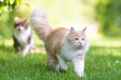 Jakarta Bakal Punya Wisata Pulau Kucing, Ini 4 Calon Lokasinya