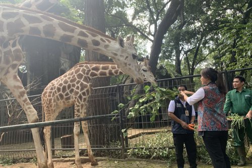 Kebun Binatang Ragunan Buka Hari Ini, Catat Harga Tiketnya
