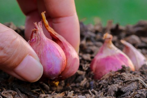 Cara Menanam Bawang Merah Pakai Umbi di Dapur, Biar Bisa Dipanen dalam 2 Bulan