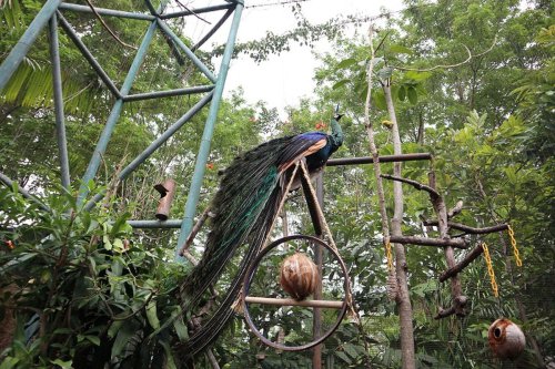 Rekomendasi Kebun Binatang di Yogyakarta untuk Keluarga, Bisa Beri Makan Satwa
