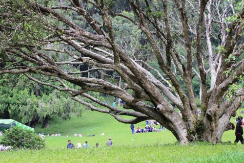 Top 7+ Tempat Wisata di Bogor: Piknik di Kebun Raya, Trekking Curug hingga Camping