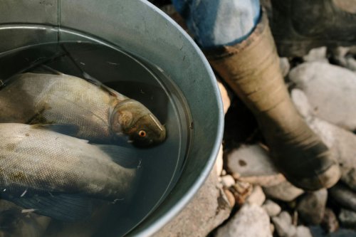 Sungai kalimas, Pemkot Surabaya, ikan mabuk, DLH Surabaya, DLH Surabaya Ungkap Penyebab Fenomena Ikan Mabuk di Sungai Banyu Urip dan Kalimas